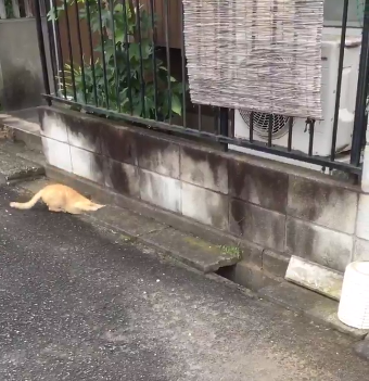 圖片來源:ikasazu0104/twitter