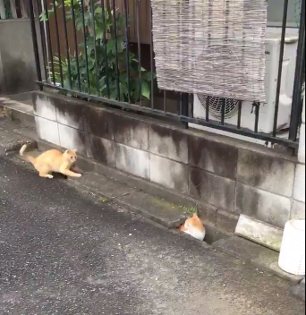 圖片來源:ikasazu0104/twitter