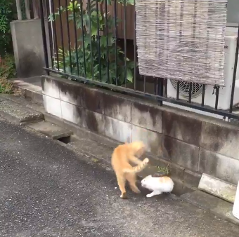 圖片來源:ikasazu0104/twitter