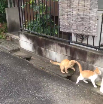 圖片來源:ikasazu0104/twitter