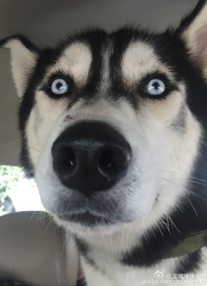 圖片來源：龍地捕快小湯／微博