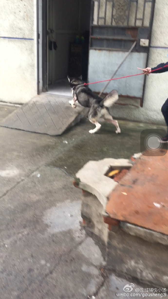 圖片來源：龍地捕快小湯／微博