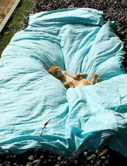 圖片來源：微博