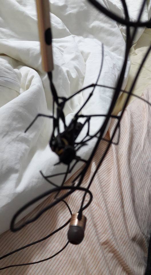  圖片來源：彭君瑜／貓咪也瘋狂俱樂部 CrazyCat club