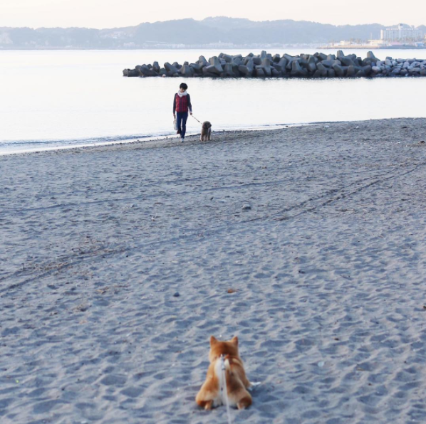 圖片來源： tommyrts／instagram