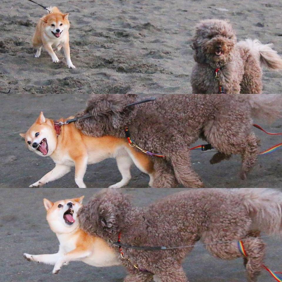 圖片來源： tommyrts／instagram