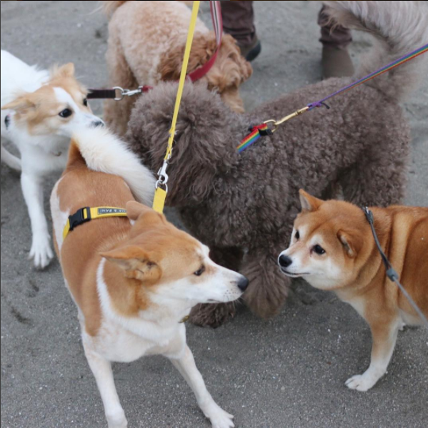 圖片來源： tommyrts／instagram