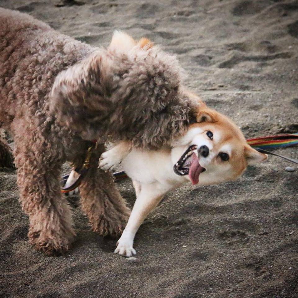 圖片來源： tommyrts／instagram