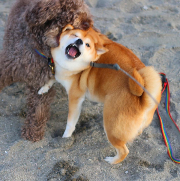 圖片來源： tommyrts／instagram