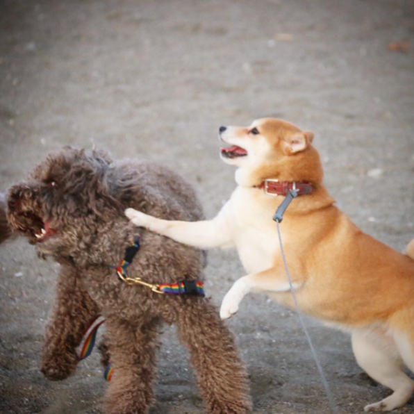 圖片來源： tommyrts／instagram