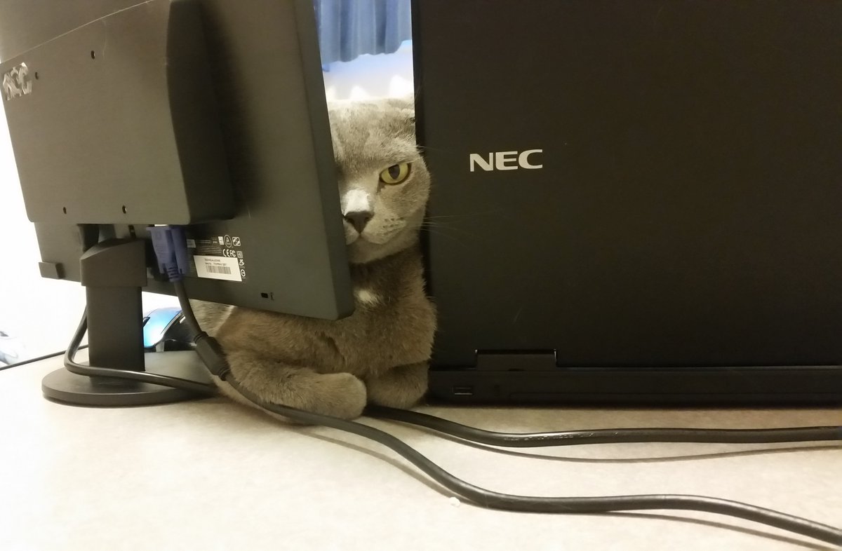 圖片來源：kokesukepapa／twitter