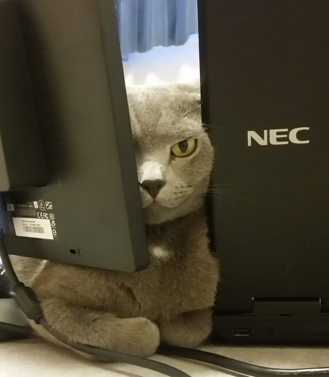 圖片來源：kokesukepapa／twitter