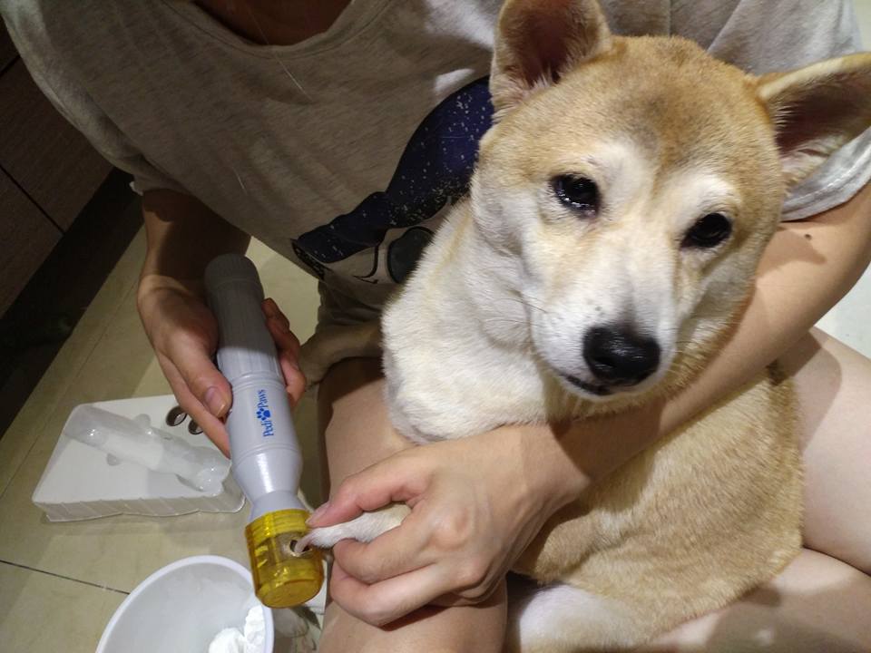 圖片來源：Bruce Shi