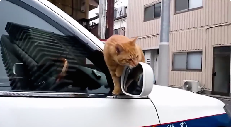 圖片來源:share4649/twitter