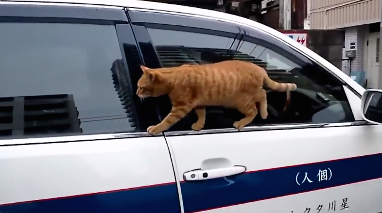 圖片來源:share4649/twitter