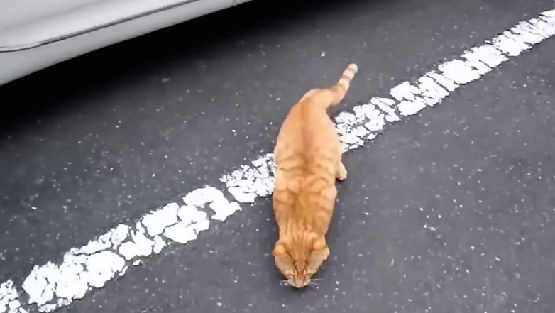 圖片來源:share4649/twitter