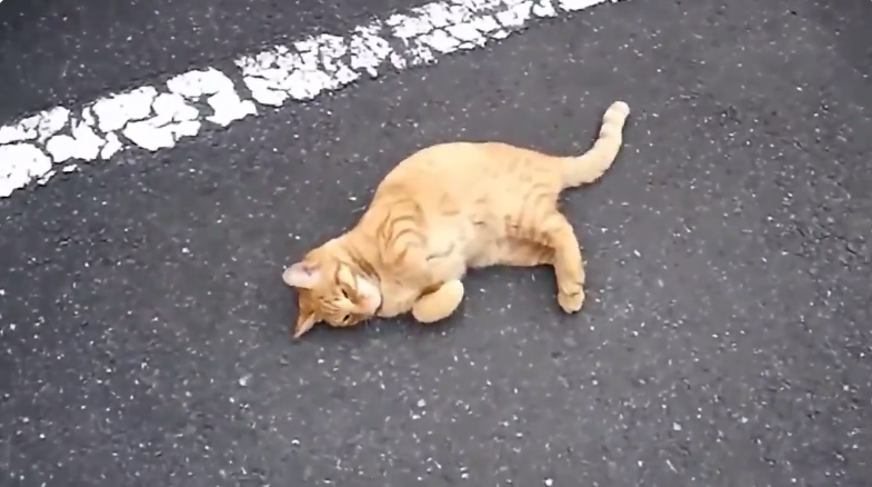 圖片來源:share4649/twitter