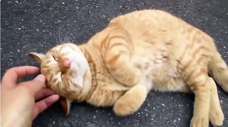 圖片來源:share4649/twitter