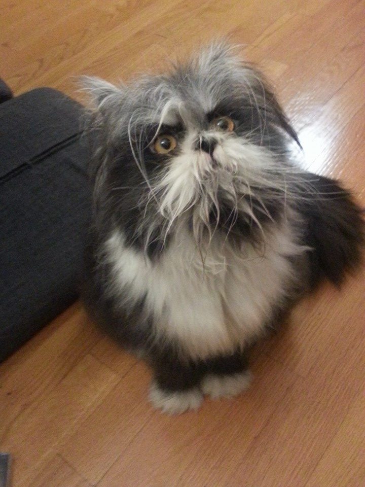 圖片來源：n2o/ twitter 