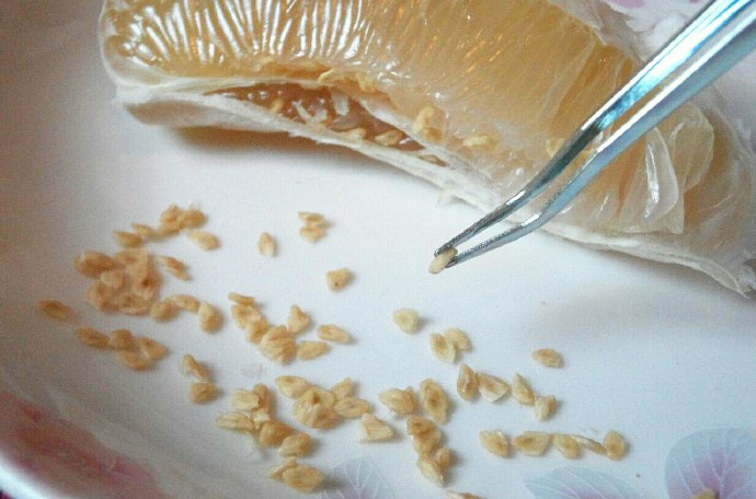 圖片來源：魏澤楷／微博