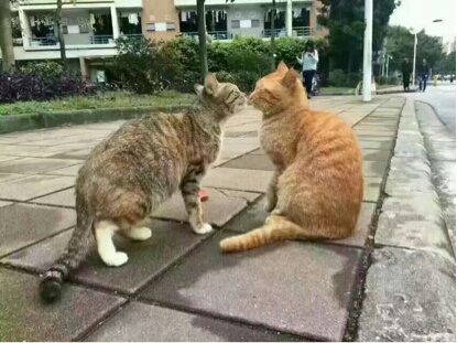 圖片來源：虎撲體育