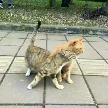 圖片來源：虎撲體育