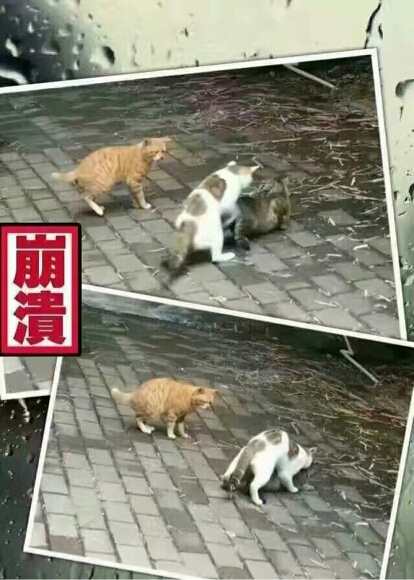 圖片來源：虎撲體育