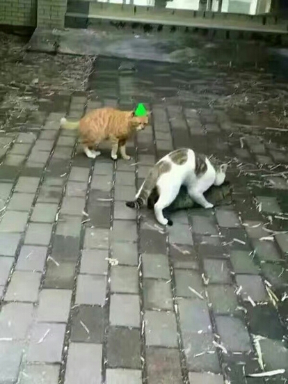 圖片來源：虎撲體育