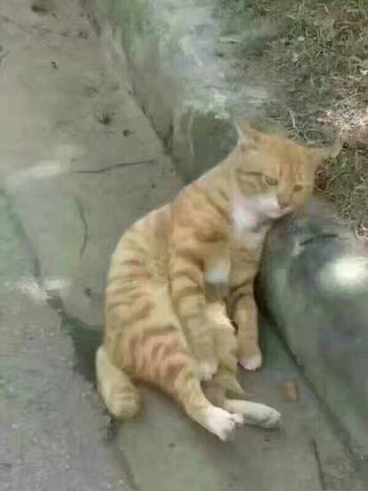 圖片來源：虎撲體育