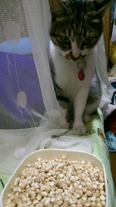 圖片來源：貓咪也瘋狂俱樂部