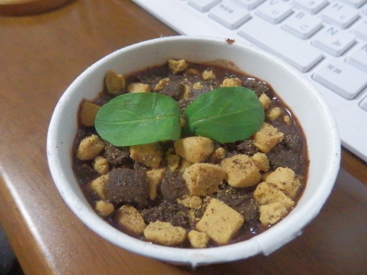 圖片來源：nokoya／twitter