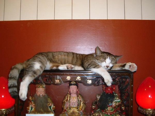 圖片來源：Anan Zhang