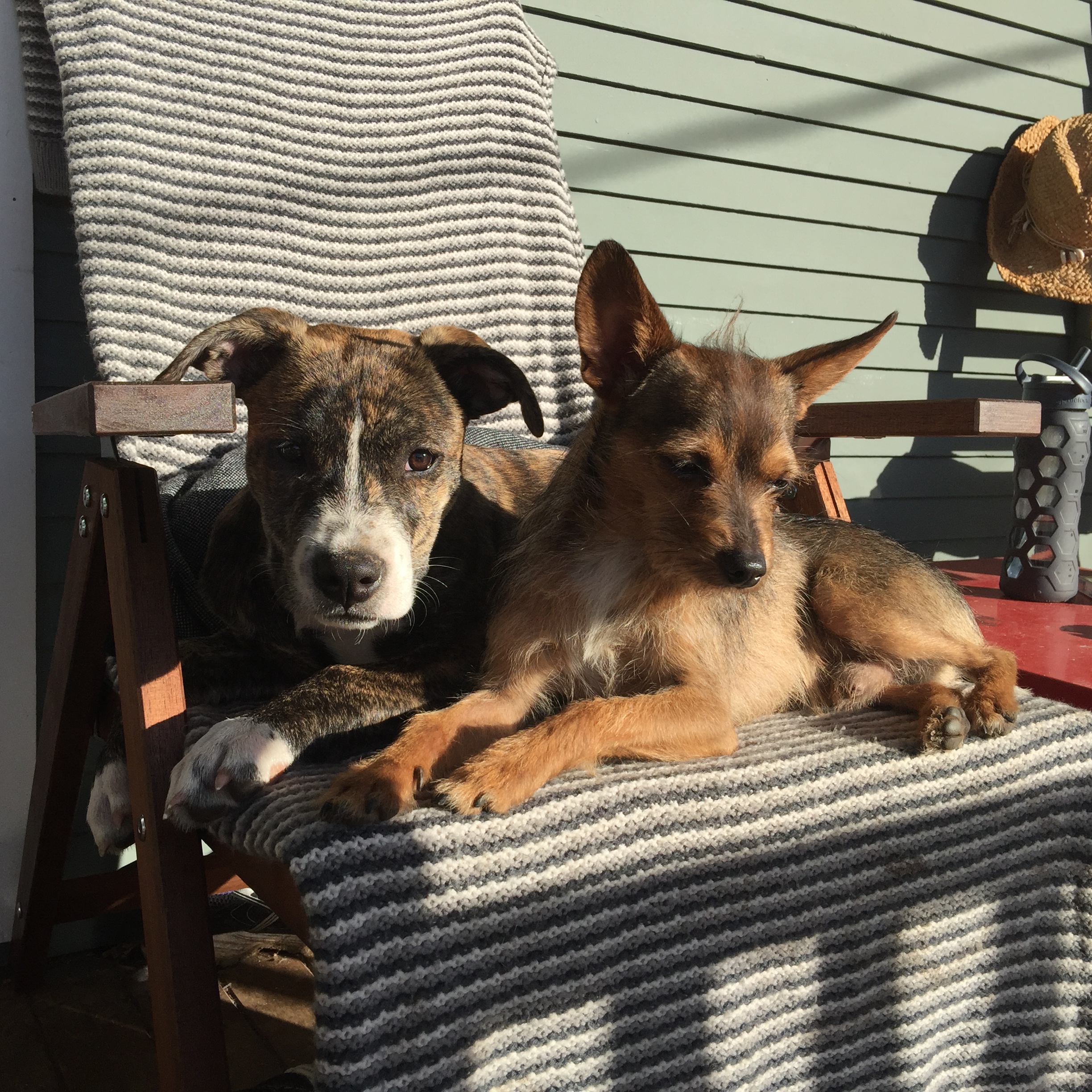 圖片來源：Tonya Tooners/ imgur