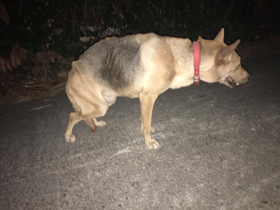 圖片來源：毛孩守護者