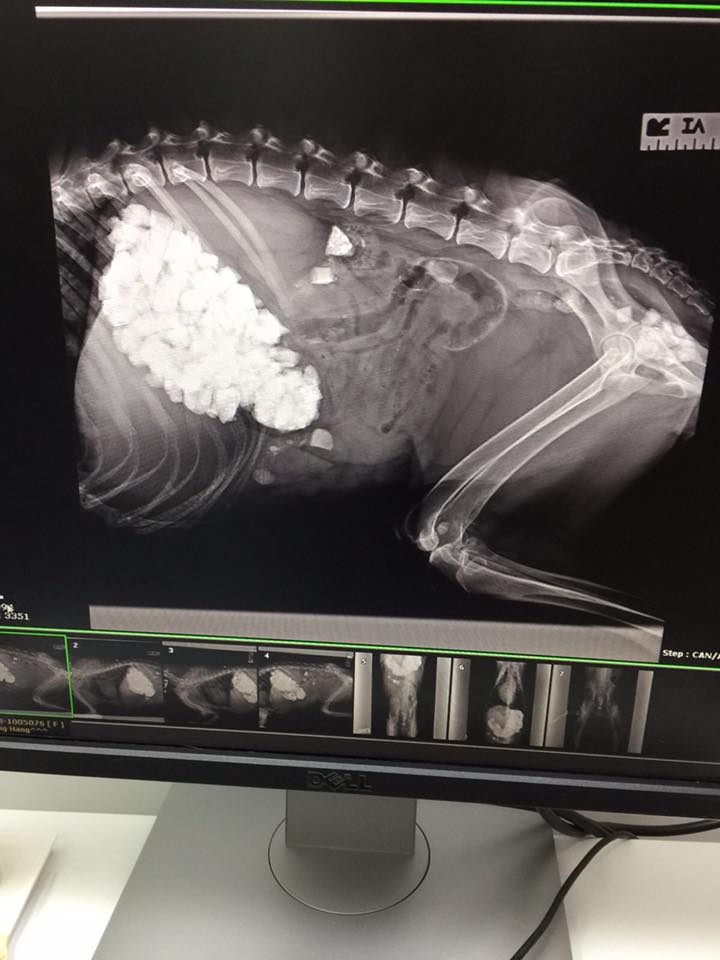圖片來源：毛孩守護者