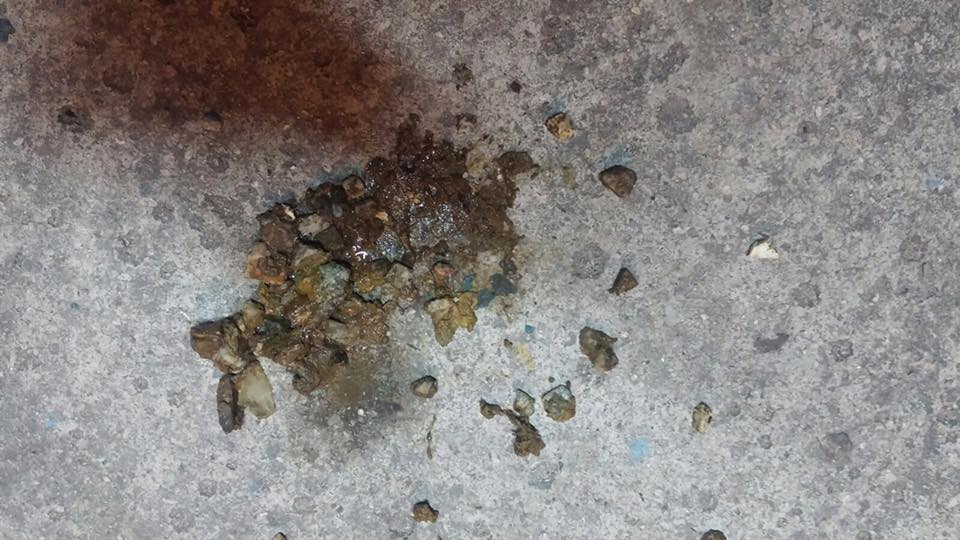 圖片來源：毛孩守護者