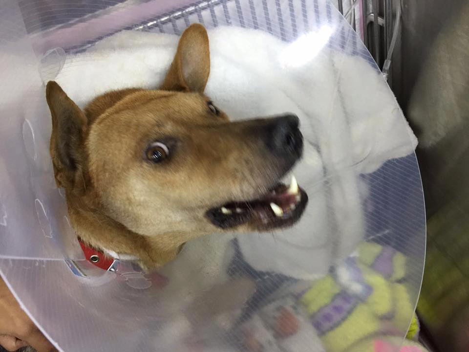 圖片來源：毛孩守護者