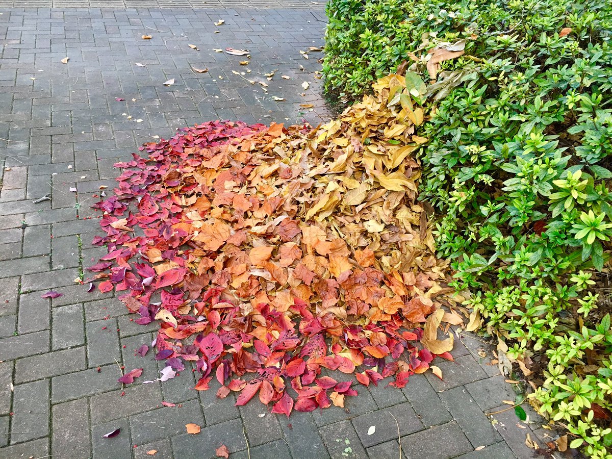 圖片來源：ka10ho10／twitter