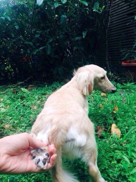 圖片來源：dcard