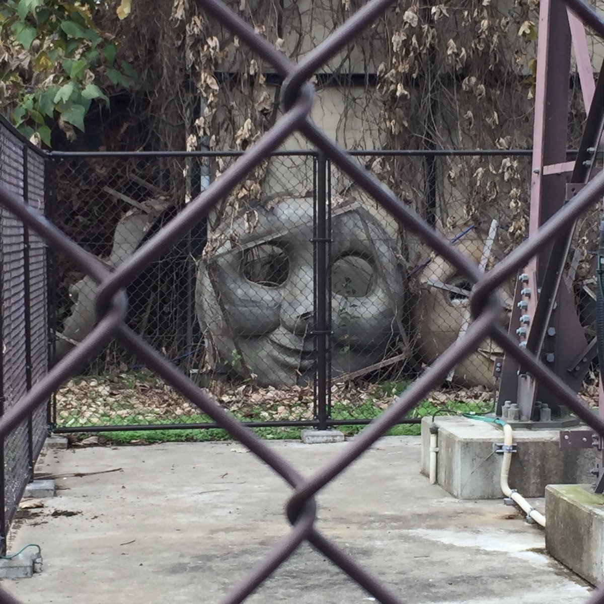 圖片來源: Rui_Ifu/twitter