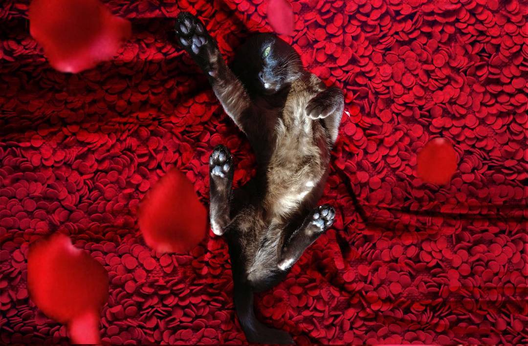 圖片來源：moviecats/ Instagram