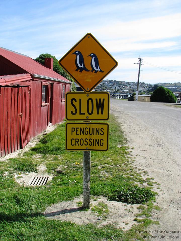 圖片來源：Oamaru Blue Penguin Colony