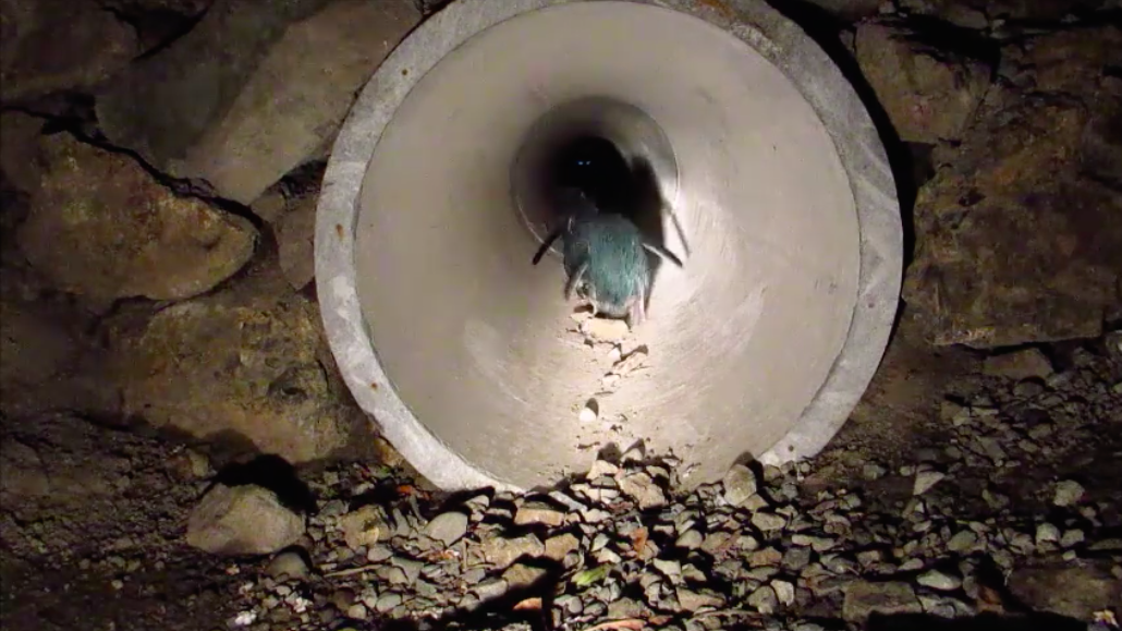 圖片來源：Oamaru Blue Penguin Colony