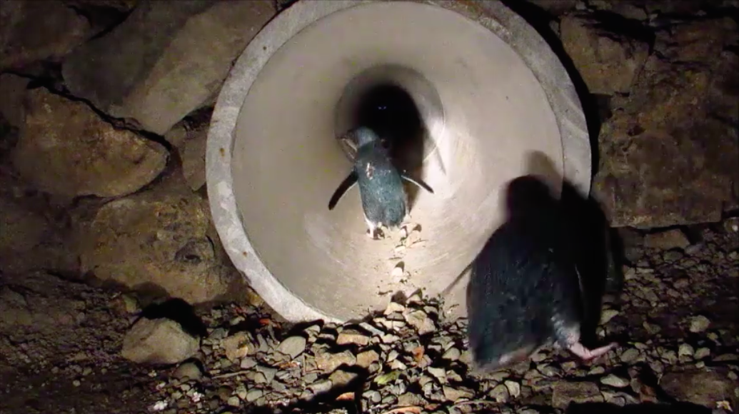 圖片來源：Oamaru Blue Penguin Colony