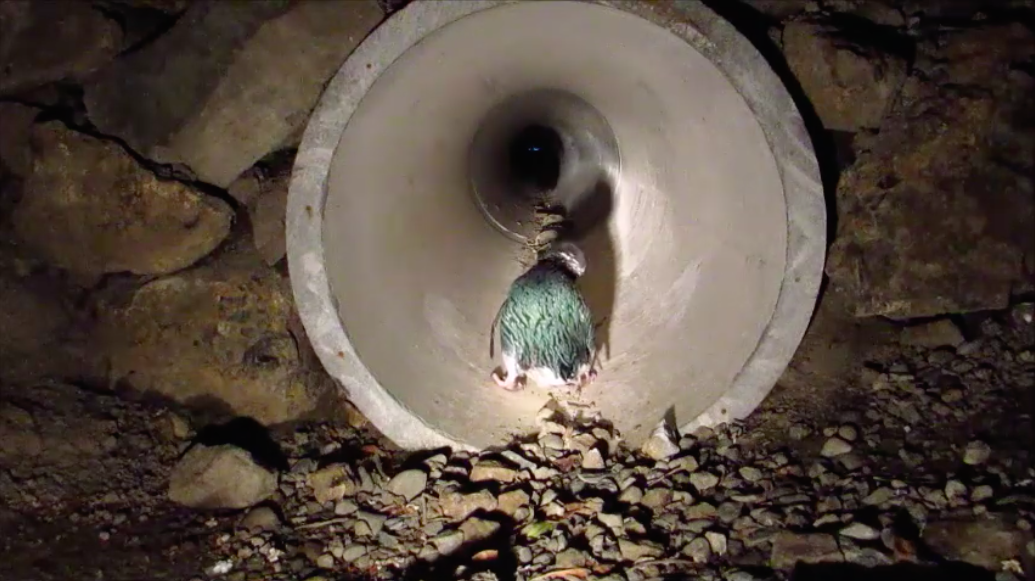 圖片來源：Oamaru Blue Penguin Colony