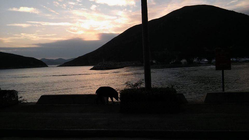 圖片來源：香港野豬關注組