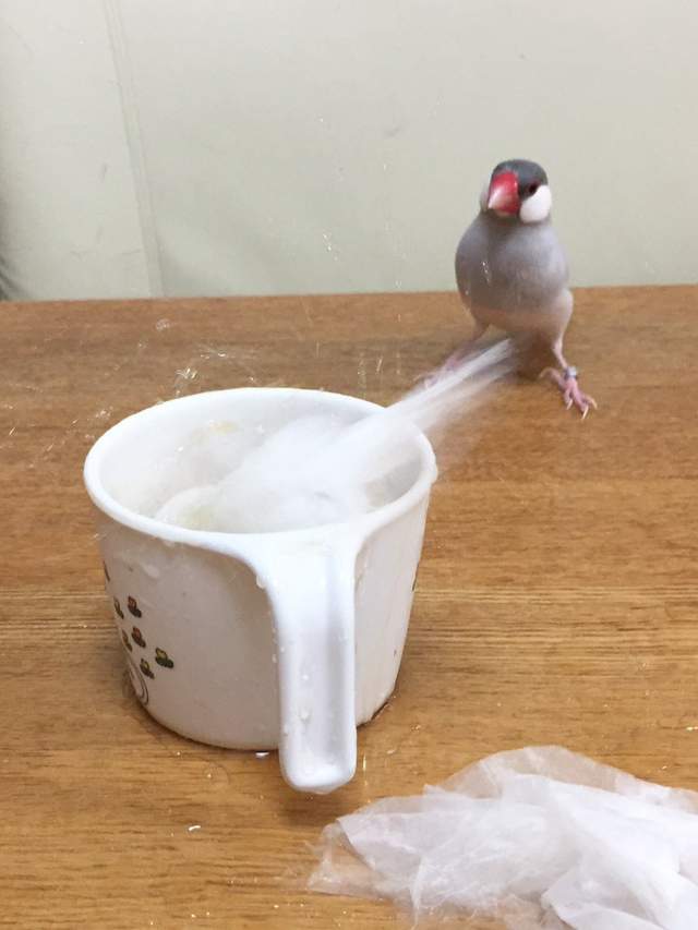 圖片來源：hiroshikasaku/ twitter