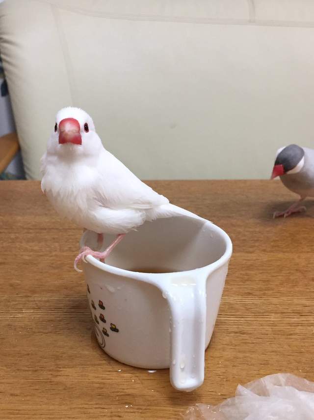 圖片來源：hiroshikasaku/ twitter