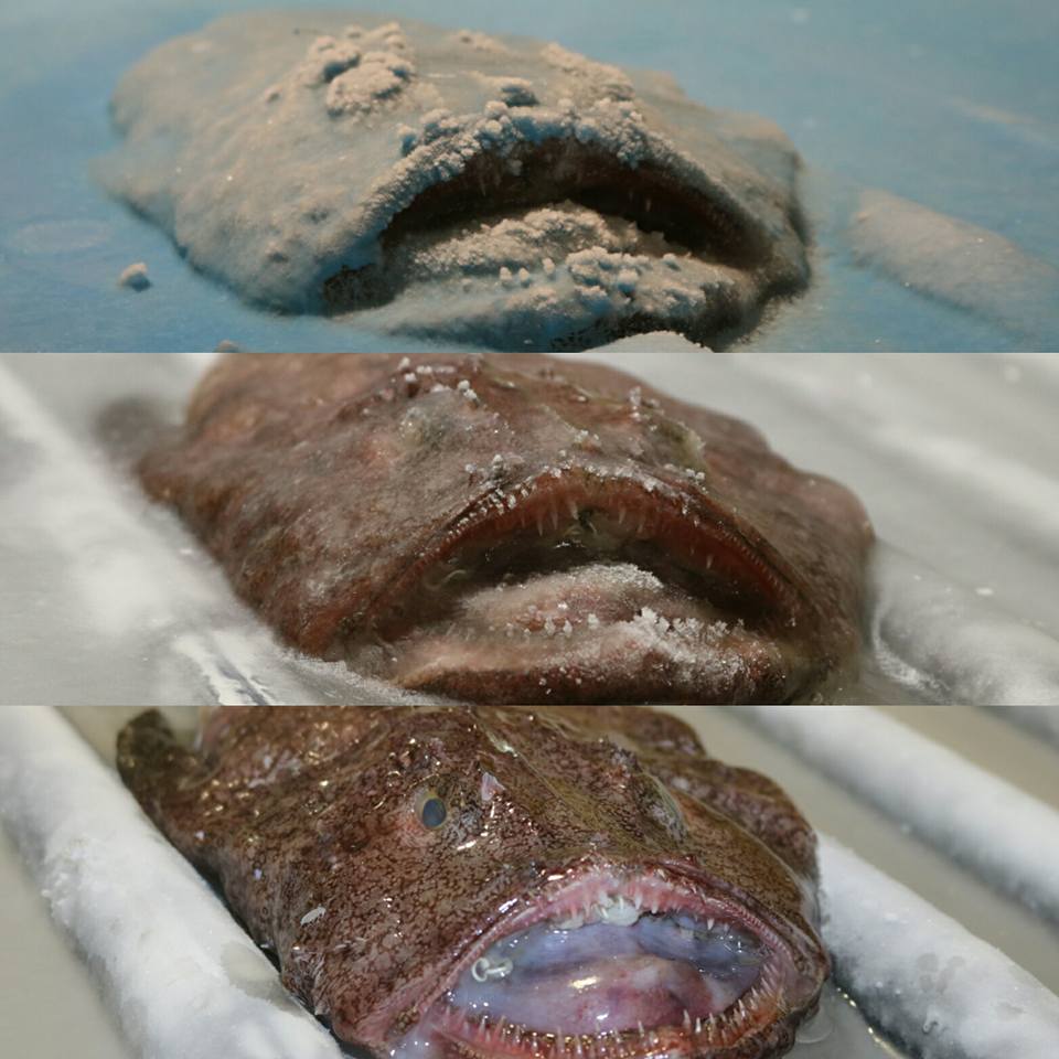 圖片來源：スペースワールド