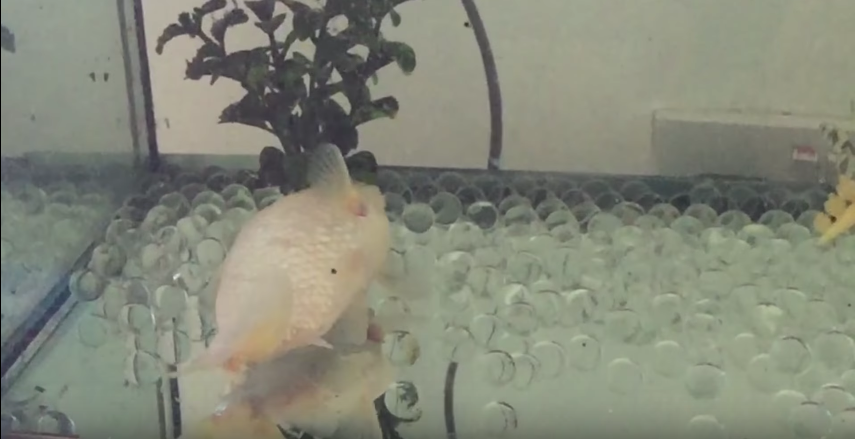 圖片來源:Aidan Cramer /Youtube